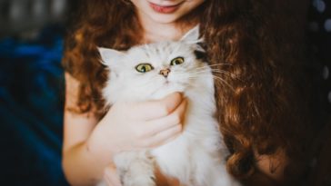 katzen autismus