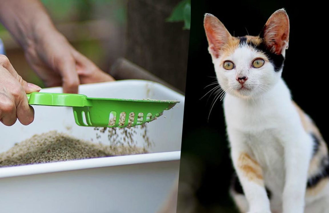 Katzenstreu entsorgen: Das solltest Du beachten, wenn Du es richtig ...