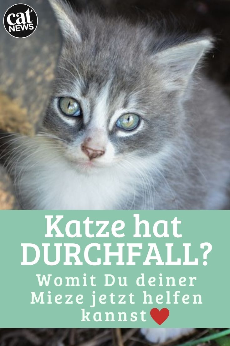 schonkost für katzen