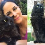 FIP geheilt Katze Heilung GS-441524