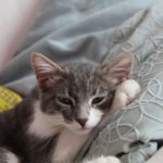 kranke katze katzenkrankheiten