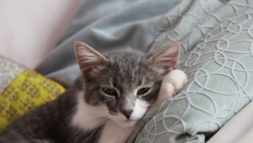 kranke katze katzenkrankheiten