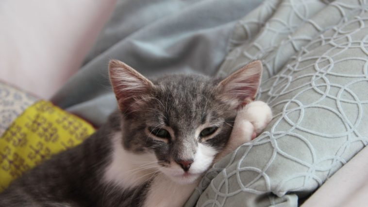 kranke katze katzenkrankheiten