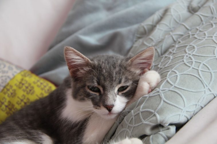 kranke katze katzenkrankheiten