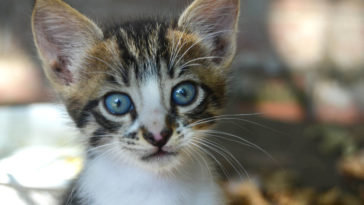 Katze hat durchfall