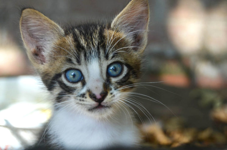 Katze hat durchfall