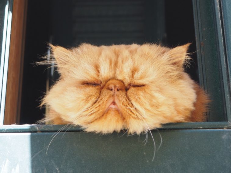 perser katze atem probleme