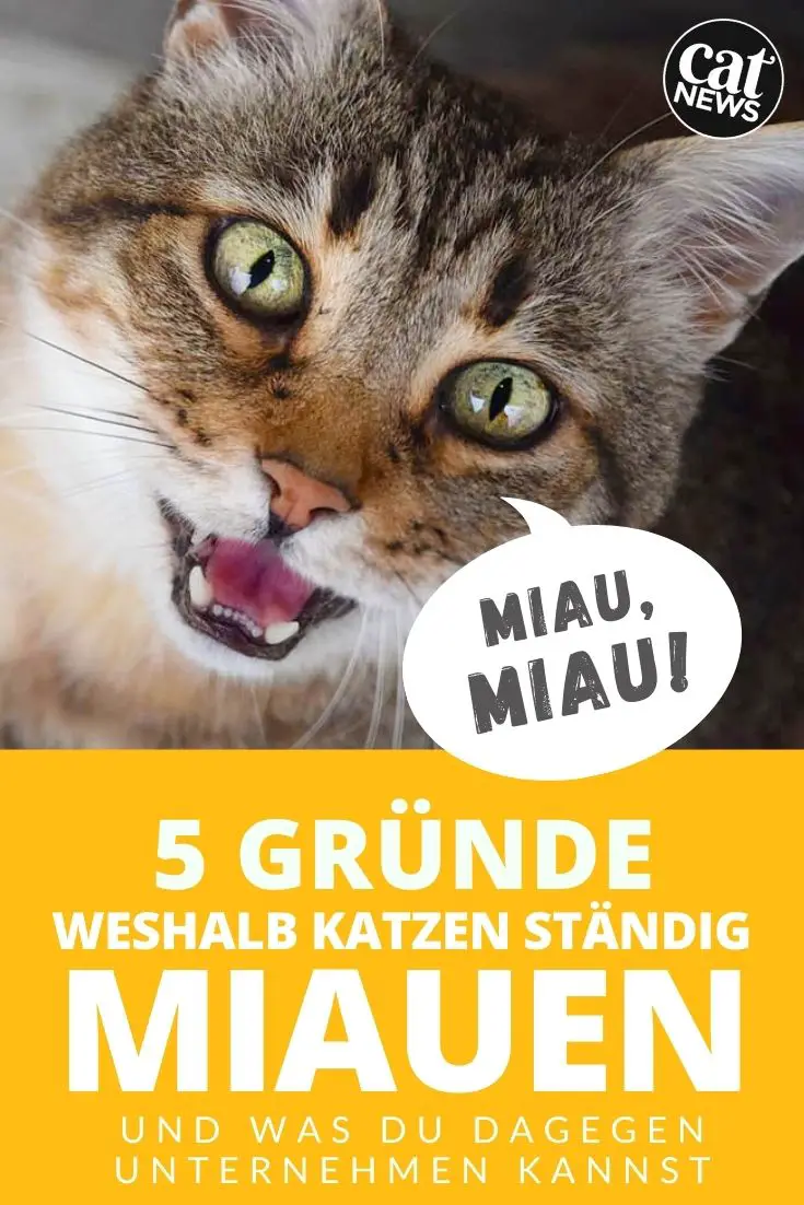 Wenn die Katze ständig miaut: 5 Gründe, warum Katzen es tun und was