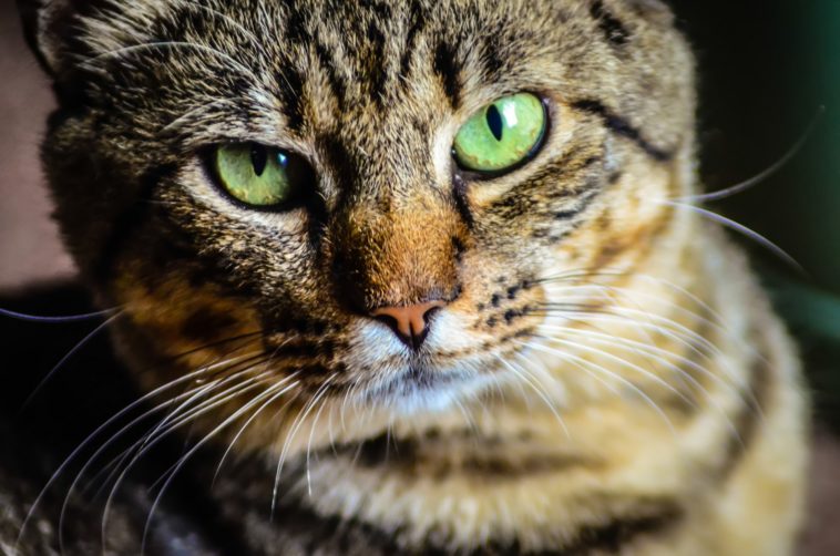 katze frisst nur trockenfutter