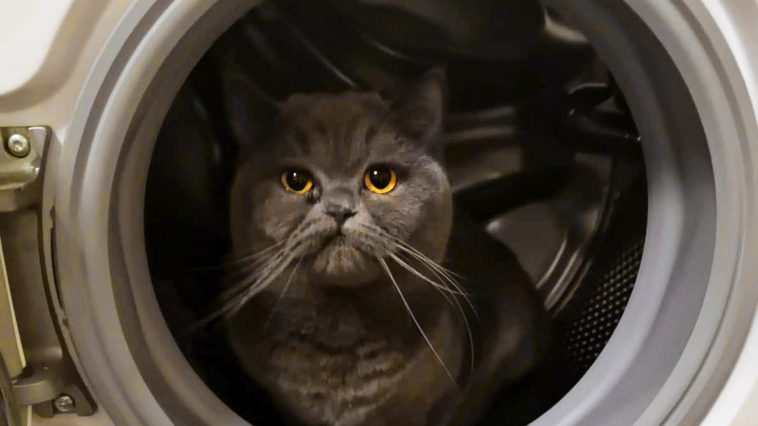 katzenhaare-Waschmaschine