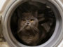 katzenhaare-Waschmaschine
