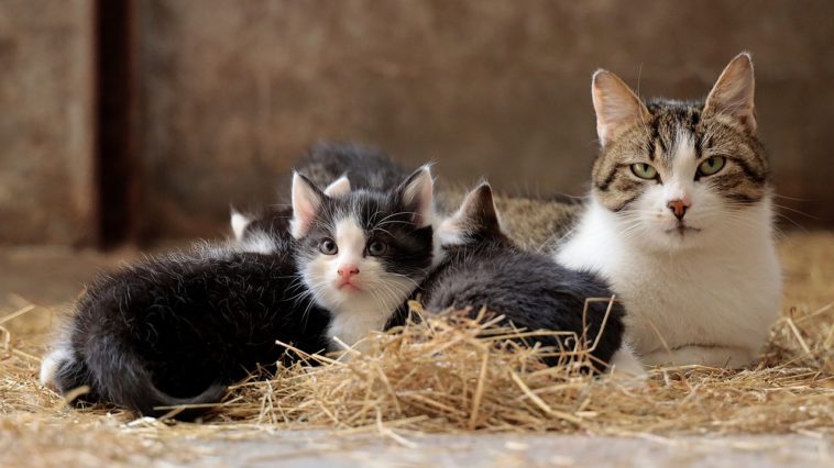 sollten katzen einmal junge bekommen