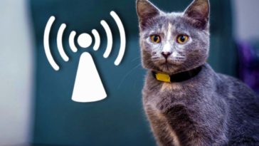 gps sender für katzen