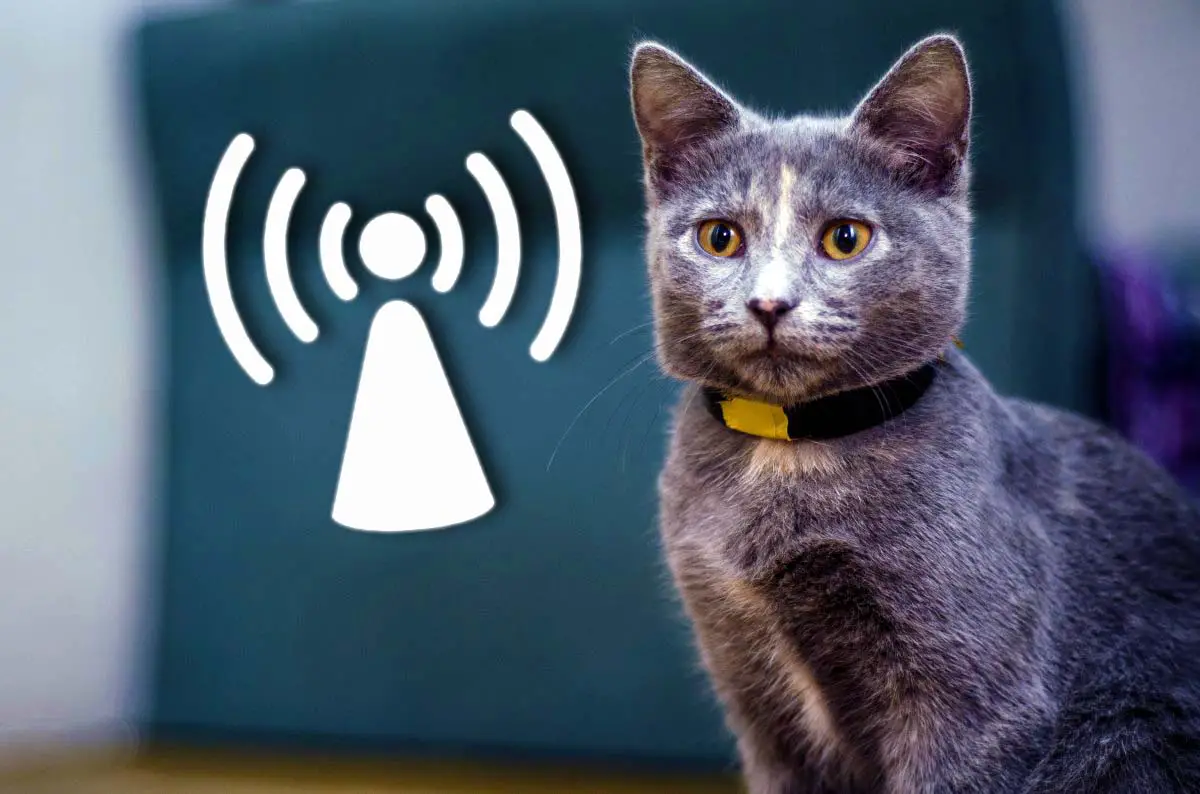 GPS Halsband für Katzen: Diese 4 sind leicht und wenig