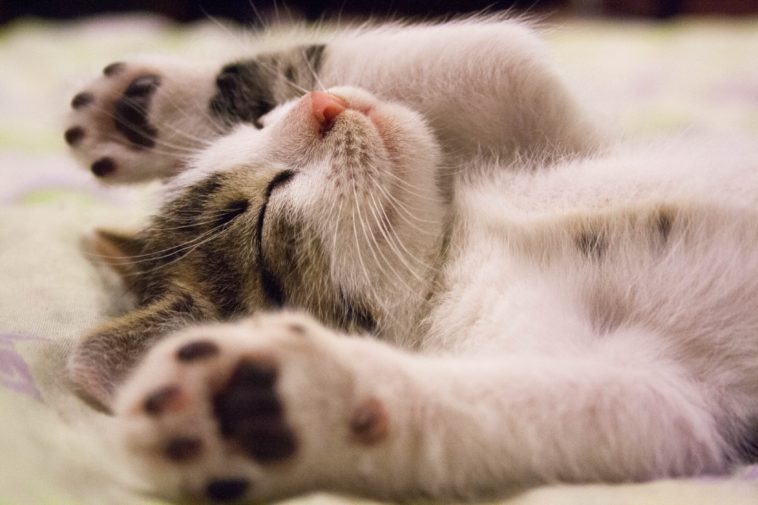 life hacks für katzen
