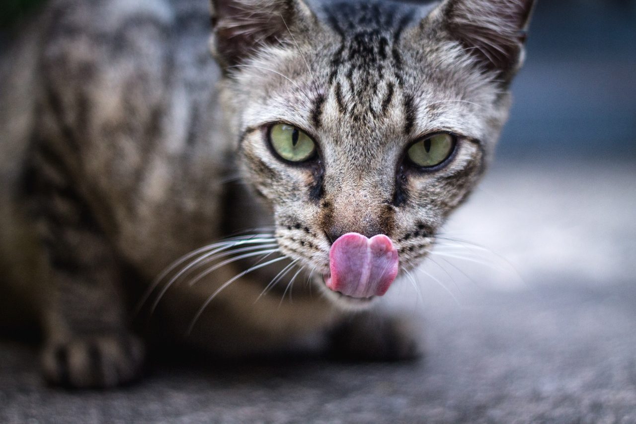 grundausstatung checkliste katze