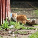 katze vom bauernhof holen