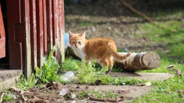 katze vom bauernhof holen