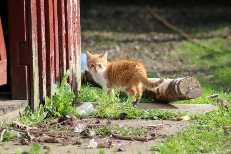 katze vom bauernhof holen