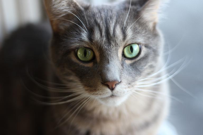 checkliste katze krankenversicherung