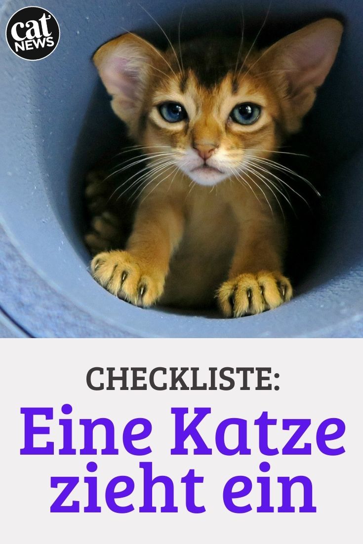 checkliste-eine-katze-zieht-ein
