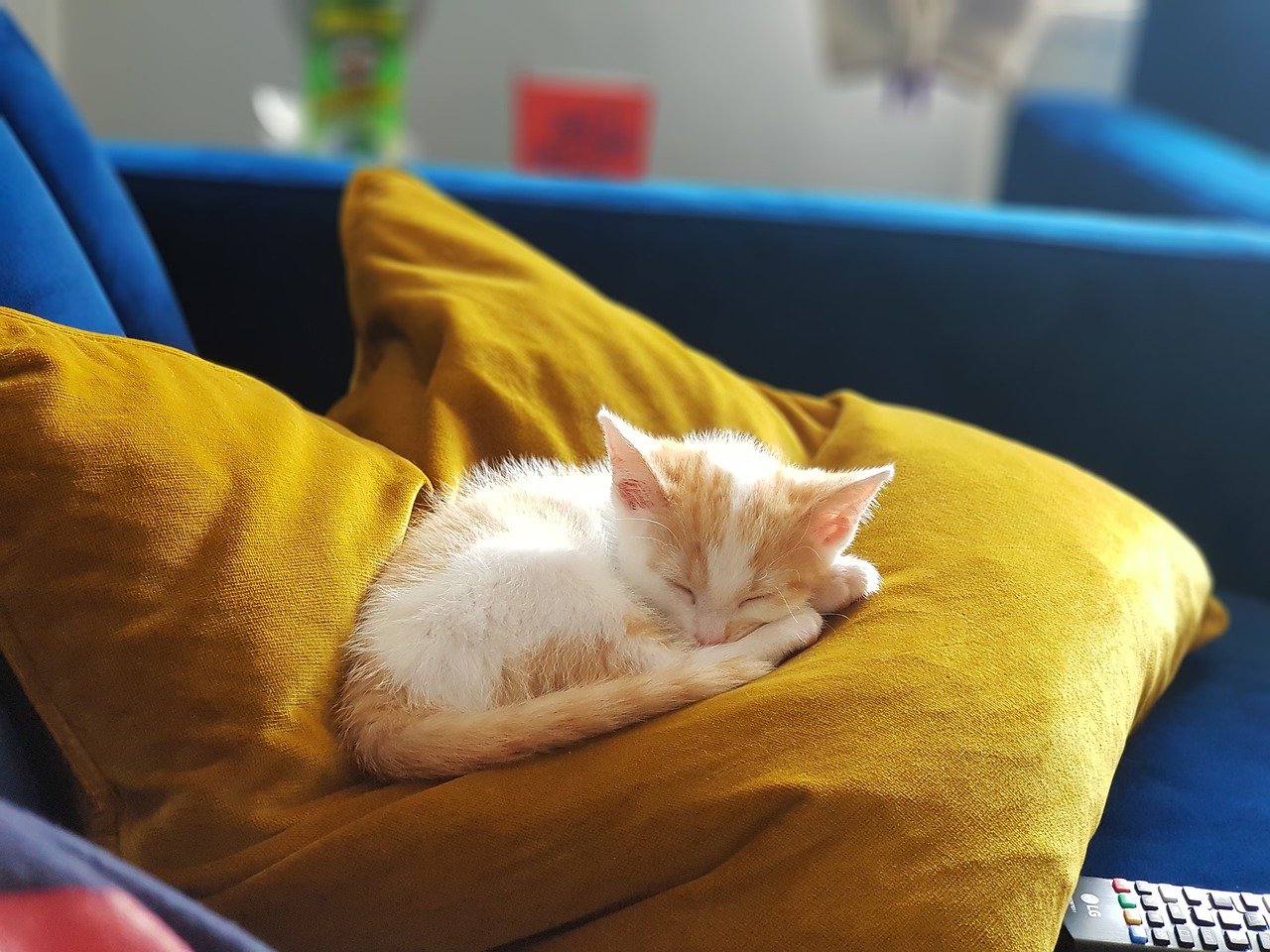 checkliste katze einzelhaltung