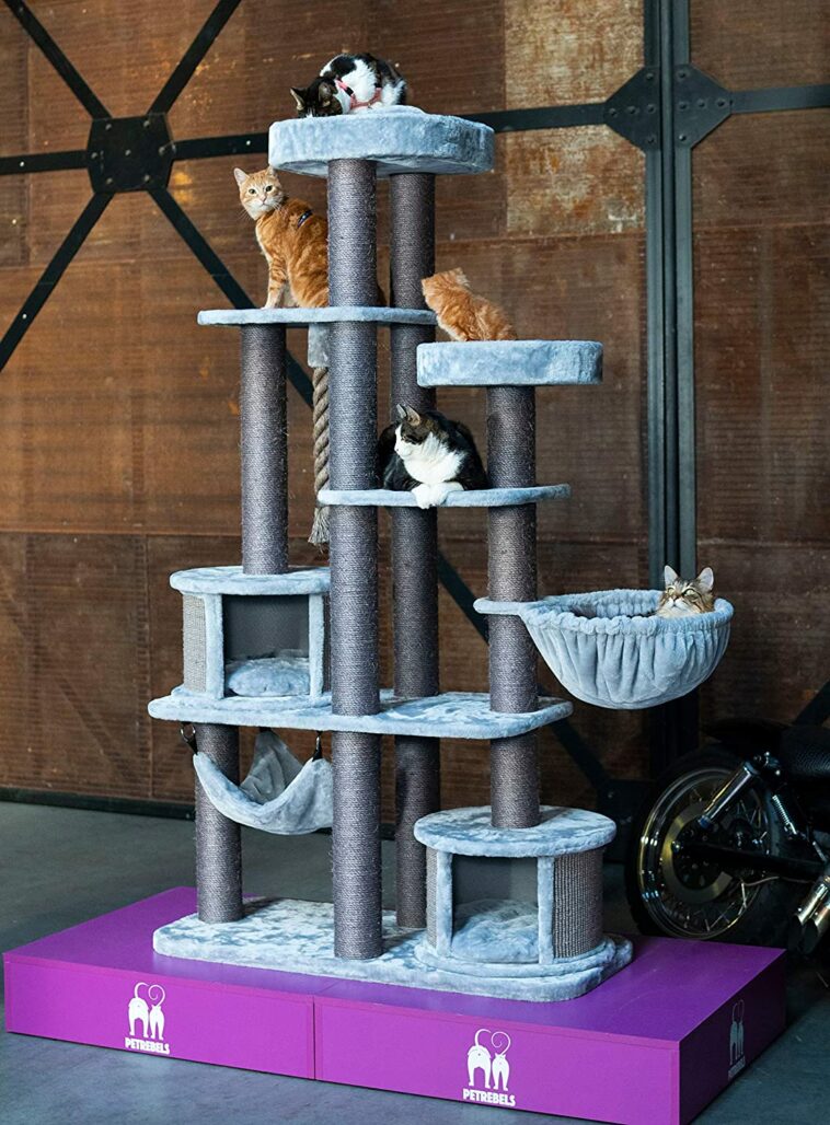 Kratzbaum XXL: Die 5 besten Kratzbäume für Maine Coons und andere große ... - Petrebels 758x1028