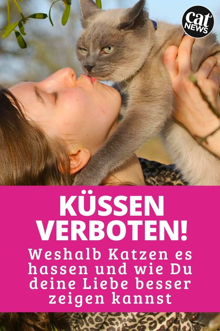 katzen küssen