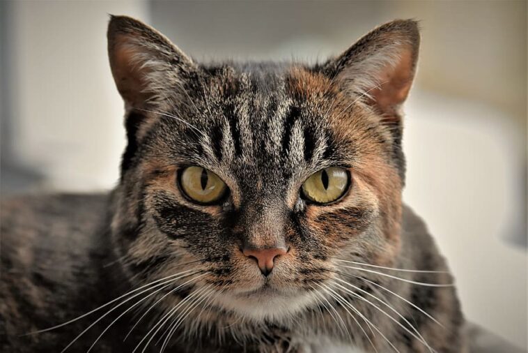 harnewegsinfektion katze