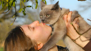 katzen küssen kuss