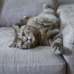katzenurin