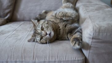 katzenurin