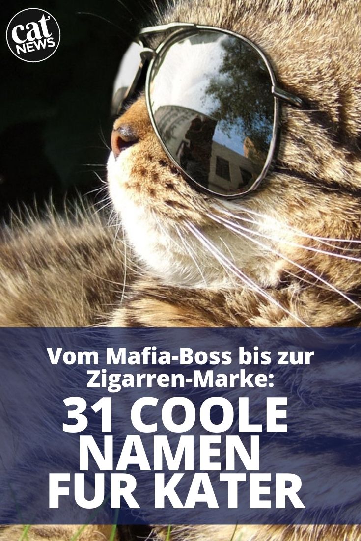 coole namen für kater