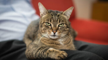katze verfolgt mich
