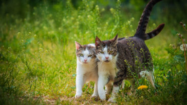 zecken bei katzen