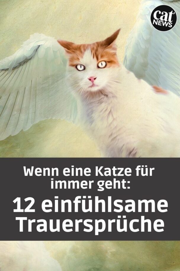 Tröstende Worte für verstorbene Katze Diese 12 Trauersprüche sind
