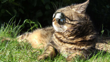 coole namen für kater