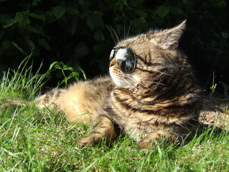 coole namen für kater