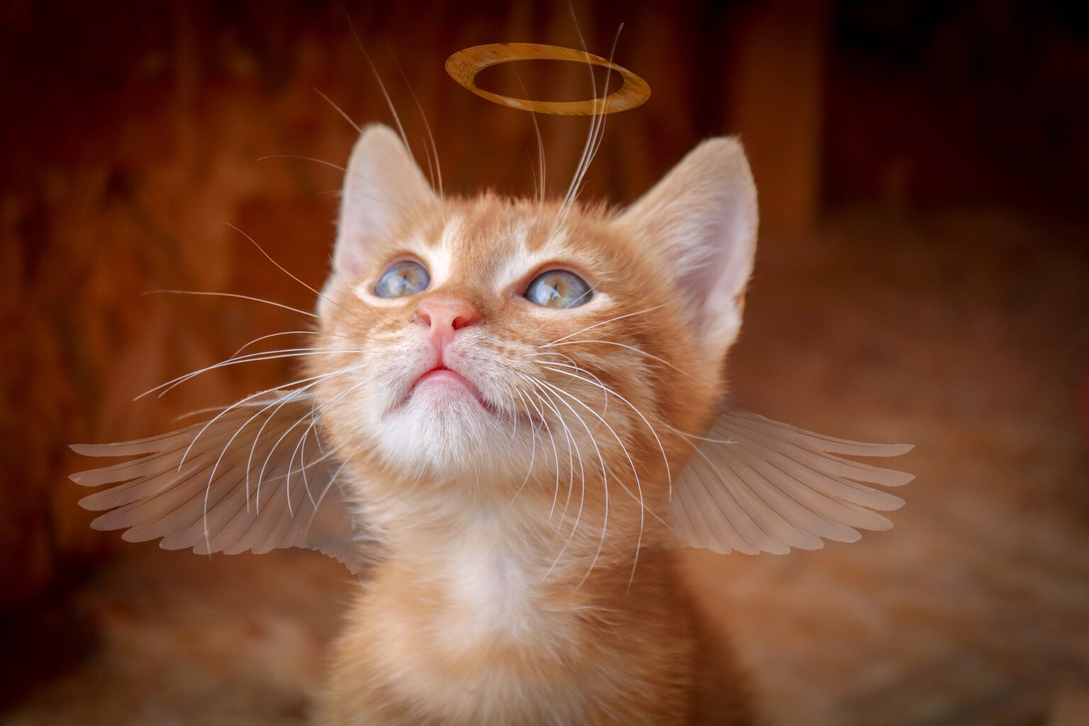 Tröstende Worte für verstorbene Katze Diese 12 Trauersprüche sind