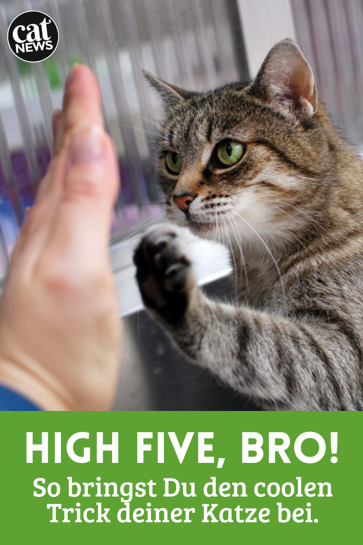 Katze High-Five beibringen