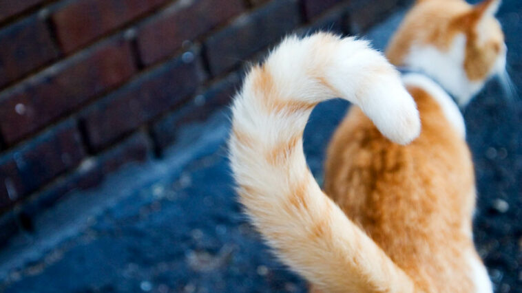 Schwanzhaltung Katze Bedeutung