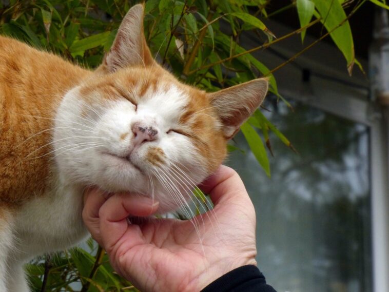 warum schnurren katzen