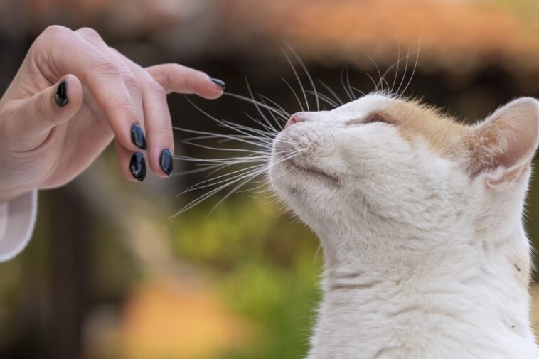 katze eifersüchtig