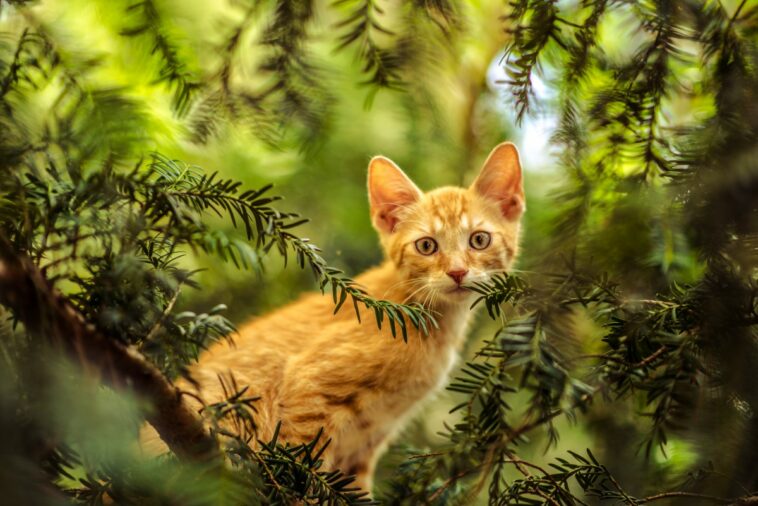 katzenschutzgebiet katzenwald