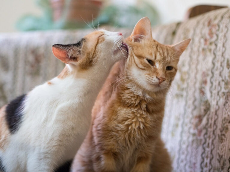 Junge Katze zu alter Katze? Tipps für die Zusammenführung und ein harmonisches Miteinander