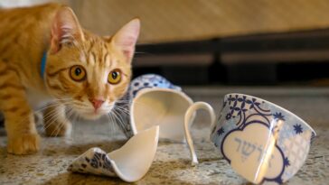 Katze wirft ständig Dinge herunter