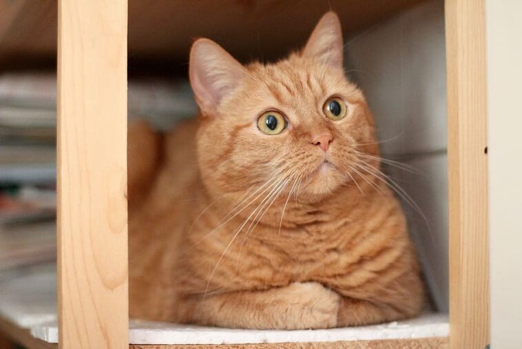 katzen japan studie
