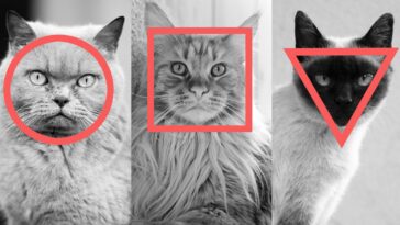 gesichtsformen bei katzen