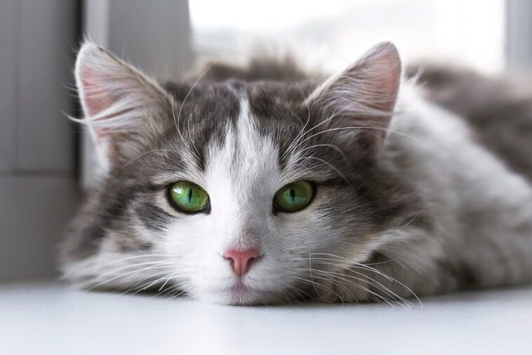 psychoanalyse katzen