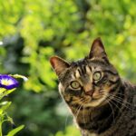 cats for future
